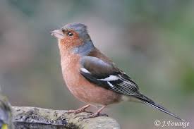 Attēlu rezultāti vaicājumam “Fringilla coelebs male”