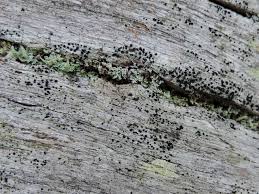 Attēlu rezultāti vaicājumam “Arthonia leucopellaea”