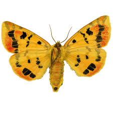 Attēlu rezultāti vaicājumam “Rhyparia purpurata”