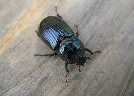 Attēlu rezultāti vaicājumam “Osmoderma barnabita imago”