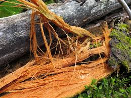 Attēlu rezultāti vaicājumam “Phellinus nigrolimitatus”