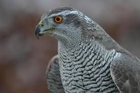 Image result for Goshawks G C