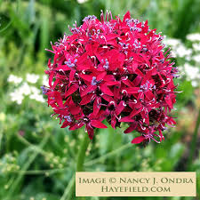 Attēlu rezultāti vaicājumam “Silene viscaria leaf”