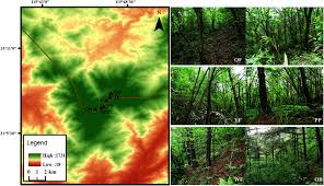 Attēlu rezultāti vaicājumam “Licea pusilla spores”