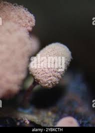 Attēlu rezultāti vaicājumam “Arcyria minuta”