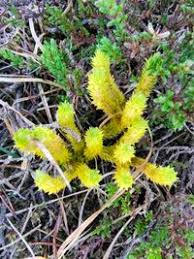 Attēlu rezultāti vaicājumam “Huperzia selago”