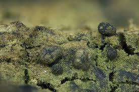 Attēlu rezultāti vaicājumam “Physarum braunianum”