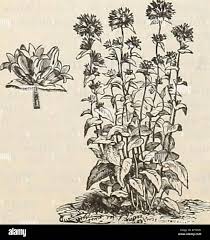 Attēlu rezultāti vaicājumam “Campanula glomerata fruit”