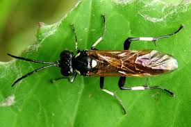 Attēlu rezultāti vaicājumam “Tenthredinidae”