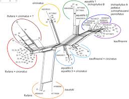 Attēlu rezultāti vaicājumam “Batrachium”