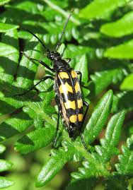 Attēlu rezultāti vaicājumam “Leptura quadrifasciata”