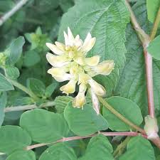 Attēlu rezultāti vaicājumam “Astragalus glycyphyllos fruit”