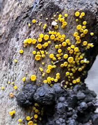 Attēlu rezultāti vaicājumam “Collaria rubens macro”