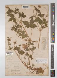 Attēlu rezultāti vaicājumam “Geranium bohemicum”