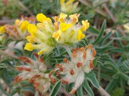 Attēlu rezultāti vaicājumam “Anthyllis maritima flower”