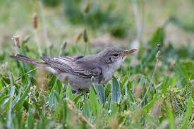 Image result for Hippolais olivetorum