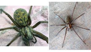 Attēlu rezultāti vaicājumam “Tegenaria sp.”