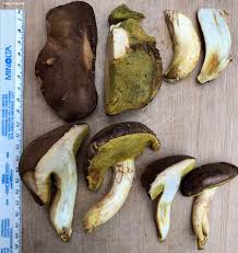 Attēlu rezultāti vaicājumam “Xerocomus subtomentosus”