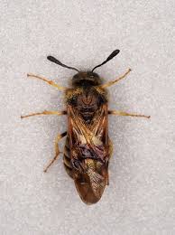 Attēlu rezultāti vaicājumam “Cimbicidae”