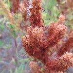 Attēlu rezultāti vaicājumam “Rumex maritimus fruit”