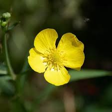 Attēlu rezultāti vaicājumam “Ranunculus lingua leaf”