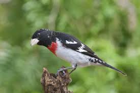 Image result for Pheucticus ludovicianus