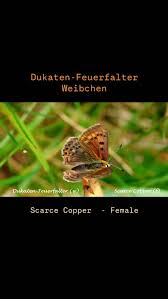 Attēlu rezultāti vaicājumam “Maculinea alcon female”