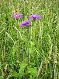Attēlu rezultāti vaicājumam “Centaurea phrygia bud”