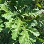Attēlu rezultāti vaicājumam “Heracleum sosnowskyi fruit”
