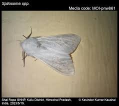 Attēlu rezultāti vaicājumam “Spilosoma sp.”