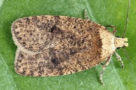 Attēlu rezultāti vaicājumam “Agonopterix hypericella”