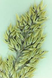 Attēlu rezultāti vaicājumam “Holcus mollis”