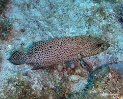 Image result for Cephalopholis cruentata