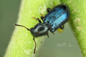 Attēlu rezultāti vaicājumam “Korynetes caeruleus”