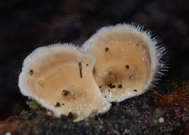 Attēlu rezultāti vaicājumam “Enteridium corticatum”