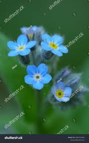 Attēlu rezultāti vaicājumam “Myosotis ramosissima”