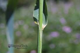 Attēlu rezultāti vaicājumam “Phalaroides arundinacea leaf”
