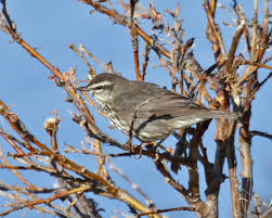 Image result for Seiurus noveboracensis