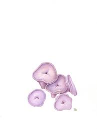 Attēlu rezultāti vaicājumam “Ombrophila violacea”