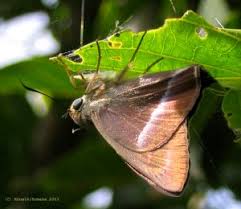 Attēlu rezultāti vaicājumam “Hesperiidae”