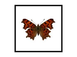 Attēlu rezultāti vaicājumam “Polygonia c-album”