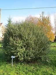 Attēlu rezultāti vaicājumam “Ligustrum vulgare”