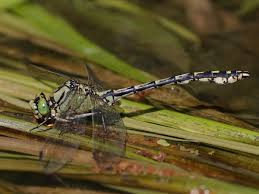 Attēlu rezultāti vaicājumam “Ophiogomphus cecilia”