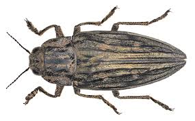 Attēlu rezultāti vaicājumam “Chalcophora mariana”