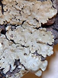 Attēlu rezultāti vaicājumam “Flavoparmelia caperata”