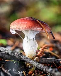 Attēlu rezultāti vaicājumam “Gomphidius glutinosus”