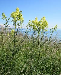 Attēlu rezultāti vaicājumam “Thalictrum lucidum flower”