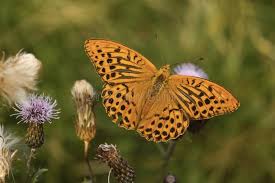 Attēlu rezultāti vaicājumam “Argynnis paphia male”