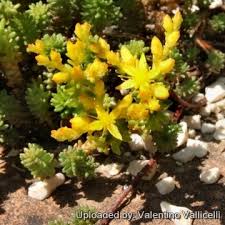 Attēlu rezultāti vaicājumam “Sedum sexangulare flower”
