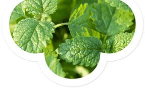 Attēlu rezultāti vaicājumam “Melissa officinalis leaf”